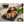 Load image into Gallery viewer, 居酒屋日式蝦煎餃 Japanese Prawn Gyoza Frozen 20pc /400g