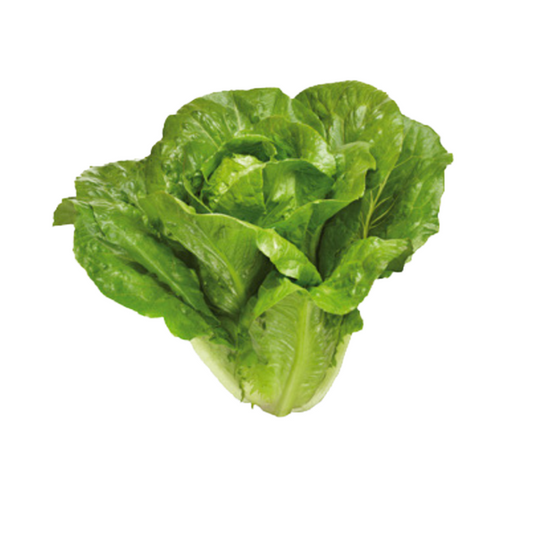 Baby Cos Lettuce Chem Free Each