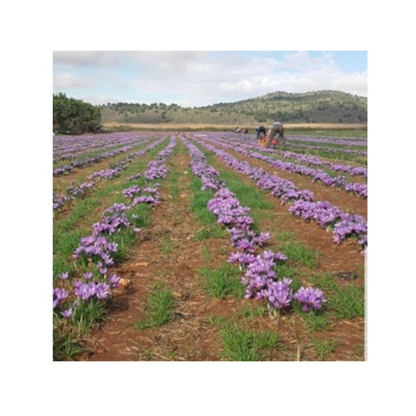 SAFINTER Spanish Saffron gram