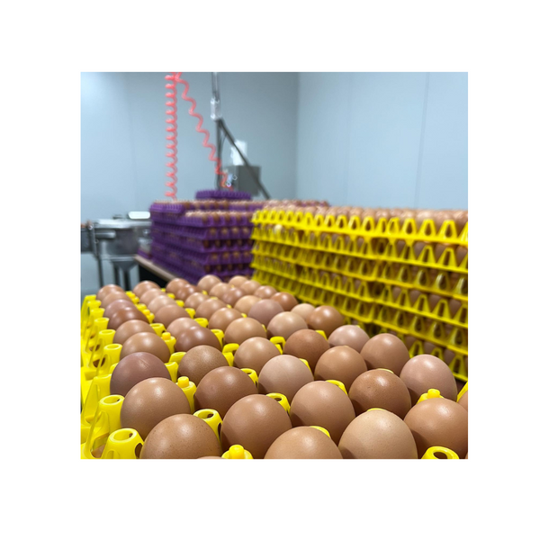 Pastured Fresh Eggs Dozen