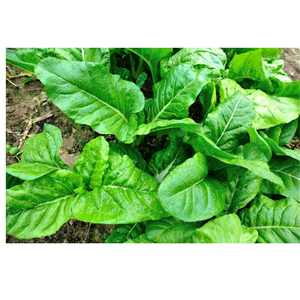 Rainbow/white/Green Silverbeet Chem Free Bunch