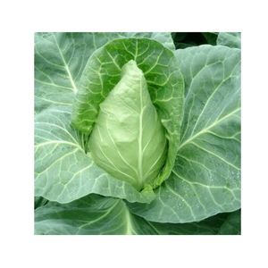 尖頭高麗菜 Woodford Cabbage  Chem Free (Sugarloaf, Pointed)